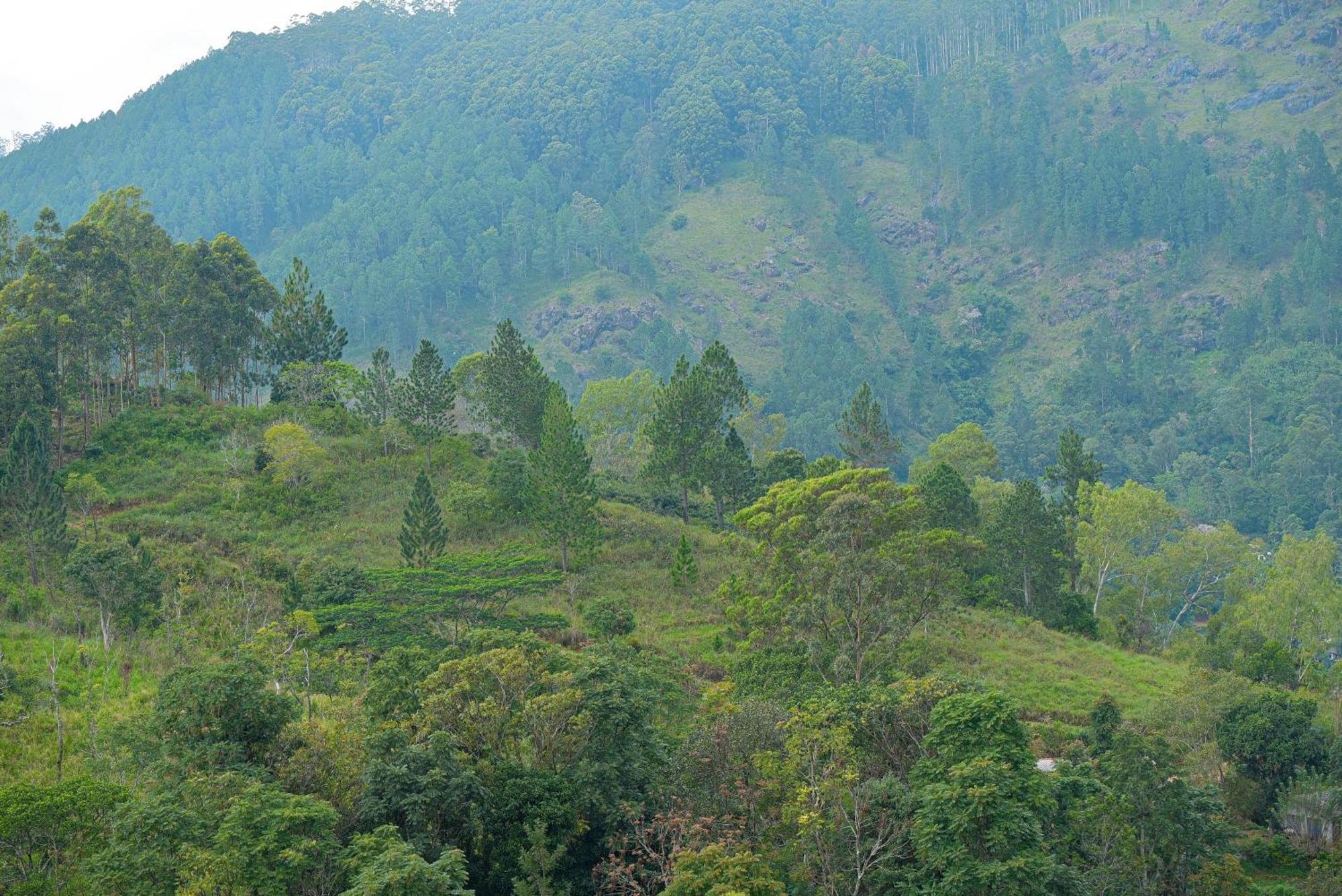 Hotel Tea Hills Ella Extérieur photo